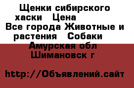 Щенки сибирского хаски › Цена ­ 12 000 - Все города Животные и растения » Собаки   . Амурская обл.,Шимановск г.